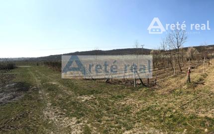 Areté real - Predaj vinice v Modre pri Kalvárii