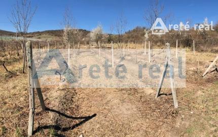 Areté real - Predaj vinice v Modre pri Kalvárii