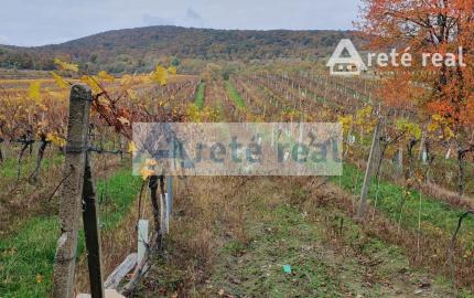 Areté real Vám ponúka na predaj udržiavaný vinohrad v Pezinku  lokalita "Škridláky"  /1m2- 12,-Eur/