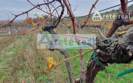 Areté real Vám ponúka na predaj udržiavaný vinohrad v Pezinku  lokalita "Škridláky"  /1m2- 12,-Eur/