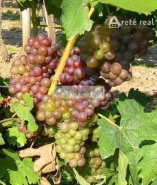 Areté real Vám ponúka na predaj udržiavaný vinohrad v Pezinku  lokalita "Škridláky"  /1m2- 12,-Eur/