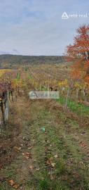 Areté real Vám ponúka na predaj udržiavaný vinohrad v Pezinku  lokalita "Škridláky"  /1m2- 12,-Eur/
