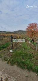 Areté real Vám ponúka na predaj udržiavaný vinohrad v Pezinku  lokalita "Škridláky"  /1m2- 12,-Eur/