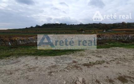 Areté real Vám ponúka na predaj udržiavaný vinohrad v Pezinku  lokalita "Škridláky"  /1m2- 12,-Eur/