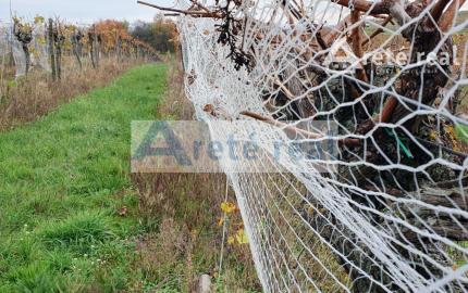 Areté real Vám ponúka na predaj udržiavaný vinohrad v Pezinku  lokalita "Škridláky"  /1m2- 12,-Eur/
