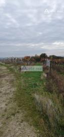 Areté real Vám ponúka na predaj udržiavaný vinohrad v Pezinku  lokalita "Škridláky"  /1m2- 12,-Eur/