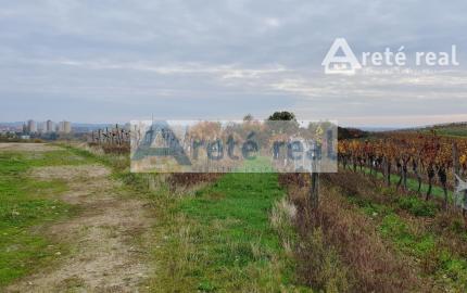 Areté real Vám ponúka na predaj udržiavaný vinohrad v Pezinku  lokalita "Škridláky"  /1m2- 12,-Eur/