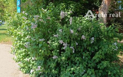 REZERVOVANÉ-PREDAJ SLNEČNÉHO 2 IZB.BYTU S BALKÓNOM, MUROVANOU PIVNICOU,MIESTO PLNÉ ZELENE V PEZINKU,SÍDLISKO JUH