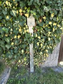 ARETÉ REAL - PRIPRAVUJEME PREDAJ 2160 m2 STAVEBNÉHO POZEMKU, STUPAVA, RÍMSKA