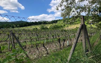 ARETÉ REAL – PREDAJ ORLIEHO JAZIERKA S OČARUJÚCIM POZEMKOM A VINICOU V MODRE, ČASŤ ŠARKAPERKY