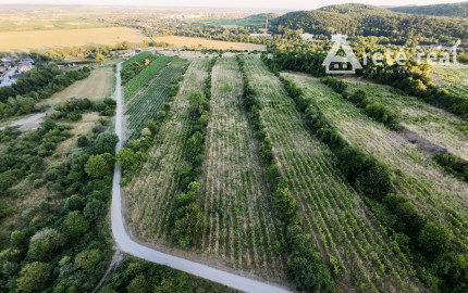 ARETÉ REAL – PREDAJ 3529m2 VINICE, PEZINOK, STARÁ HORA