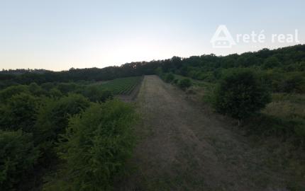 ARETÉ REAL – PREDAJ 3892m2 VINICE, PEZINOK, STARÁ HORA