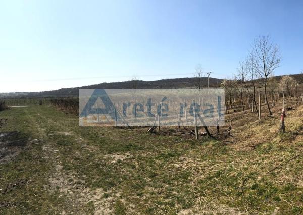 Areté real - Predaj vinice v Modre pri Kalvárii