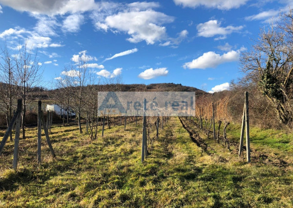 Areté real - Predaj vinice v Modre pri Kalvárii