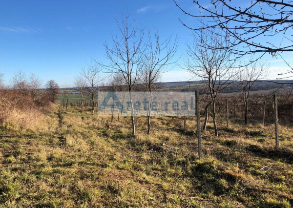 Areté real - Predaj vinice v Modre pri Kalvárii