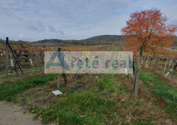Areté real Vám ponúka na predaj udržiavaný vinohrad v Pezinku  lokalita 