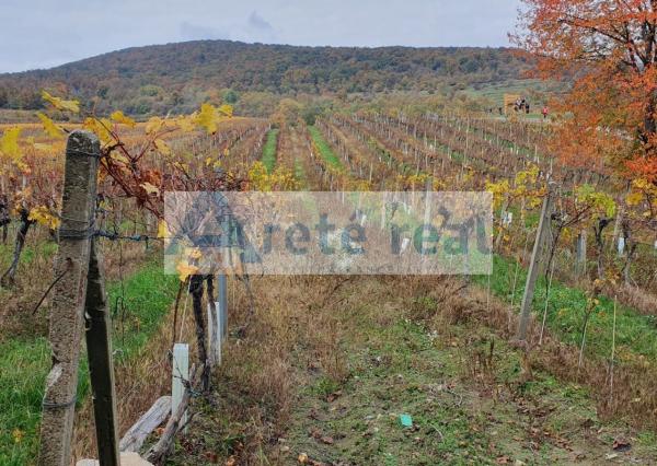 Areté real Vám ponúka na predaj udržiavaný vinohrad v Pezinku  lokalita 