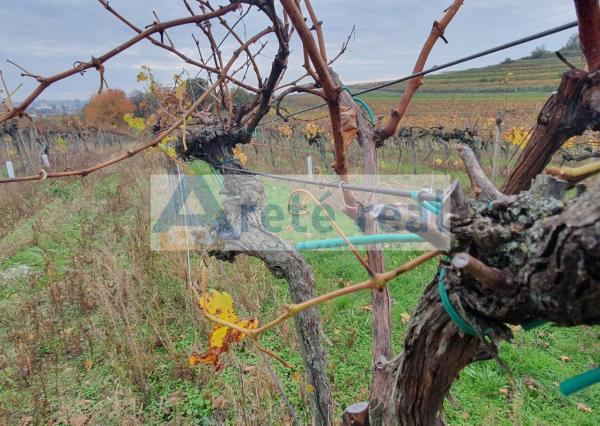 Areté real Vám ponúka na predaj udržiavaný vinohrad v Pezinku  lokalita 