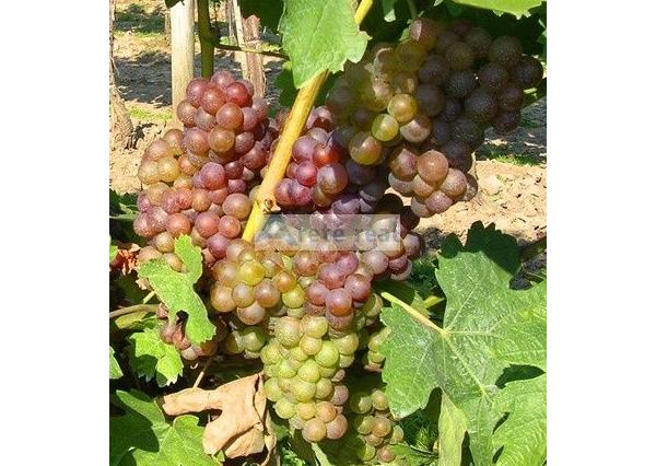 Areté real Vám ponúka na predaj udržiavaný vinohrad v Pezinku  lokalita 