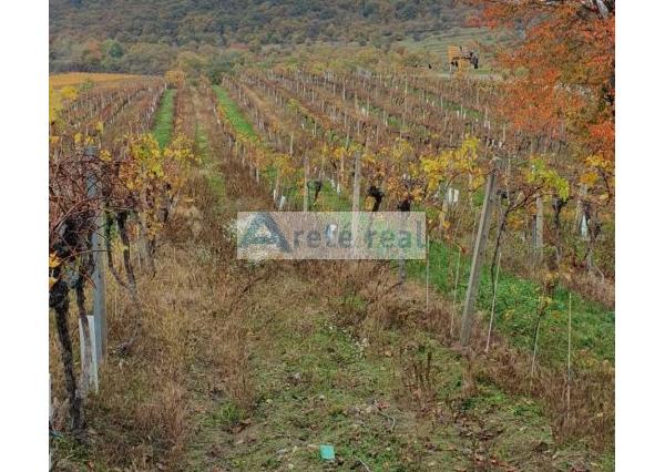 Areté real Vám ponúka na predaj udržiavaný vinohrad v Pezinku  lokalita 
