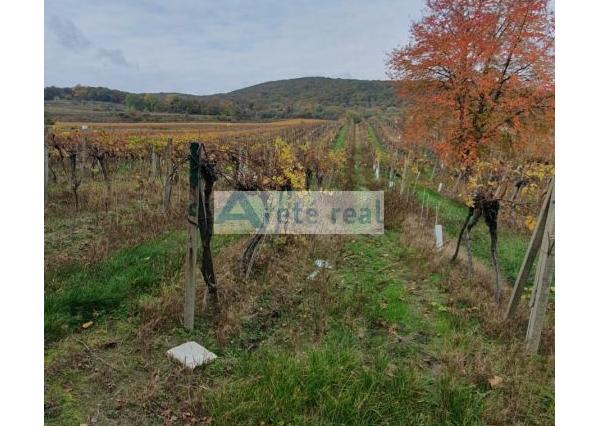 Areté real Vám ponúka na predaj udržiavaný vinohrad v Pezinku  lokalita 