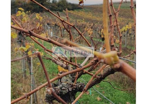 Areté real Vám ponúka na predaj udržiavaný vinohrad v Pezinku  lokalita 