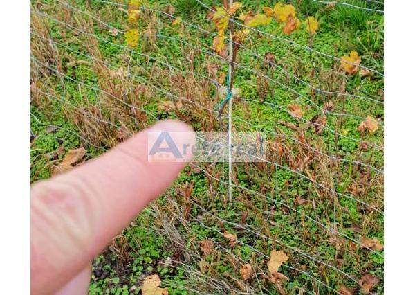 Areté real Vám ponúka na predaj udržiavaný vinohrad v Pezinku  lokalita 