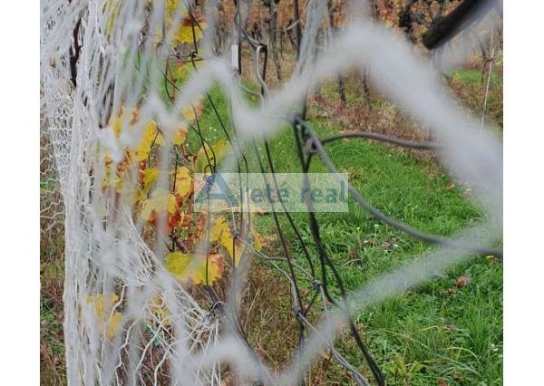 Areté real Vám ponúka na predaj udržiavaný vinohrad v Pezinku  lokalita 