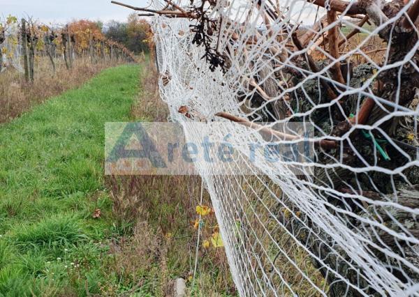 Areté real Vám ponúka na predaj udržiavaný vinohrad v Pezinku  lokalita 