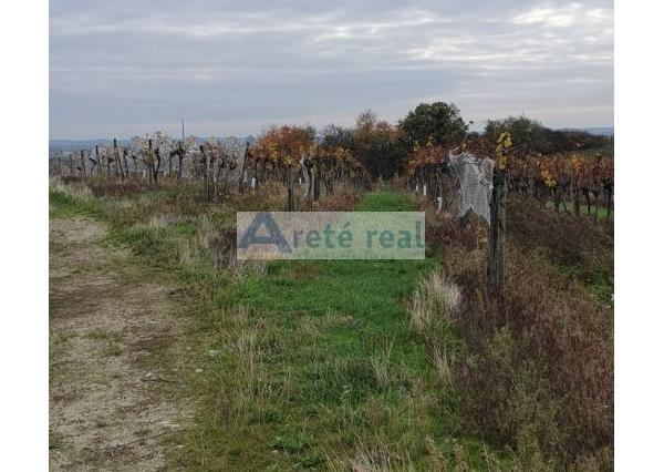 Areté real Vám ponúka na predaj udržiavaný vinohrad v Pezinku  lokalita 