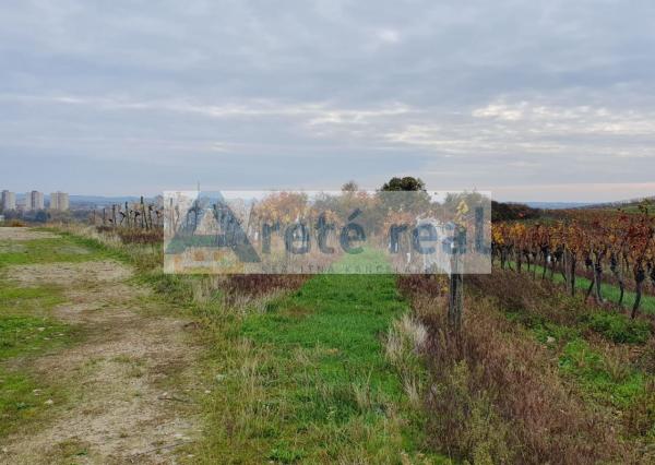 Areté real Vám ponúka na predaj udržiavaný vinohrad v Pezinku  lokalita 