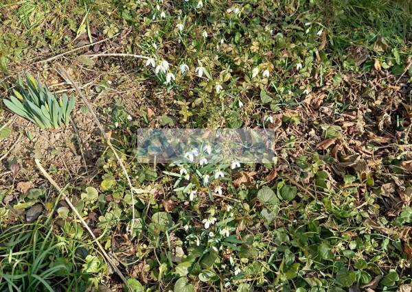 ARETÉ REAL - PREDAJ TEHLOVÉHO 2-IZ.BYTU V CENTRE MESTA  PEZINOK, 2 PIVNICE,VÝMERA 65,10 m2