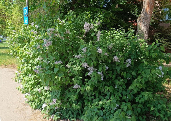 REZERVOVANÉ-PREDAJ SLNEČNÉHO 2 IZB.BYTU S BALKÓNOM, MUROVANOU PIVNICOU,MIESTO PLNÉ ZELENE V PEZINKU,SÍDLISKO JUH