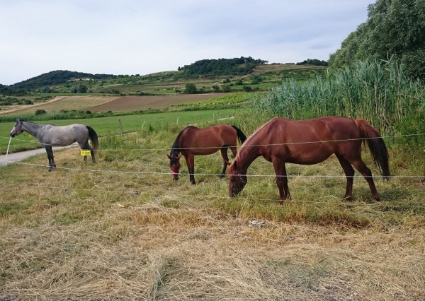 Areté real - Predaj jedinečného pozemku pri vode a pod lesom v atraktívnej lokalite, Pezinok- Rozálka