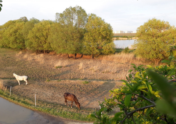 Areté real - Predaj jedinečného pozemku pri vode a pod lesom v atraktívnej lokalite, Pezinok- Rozálka