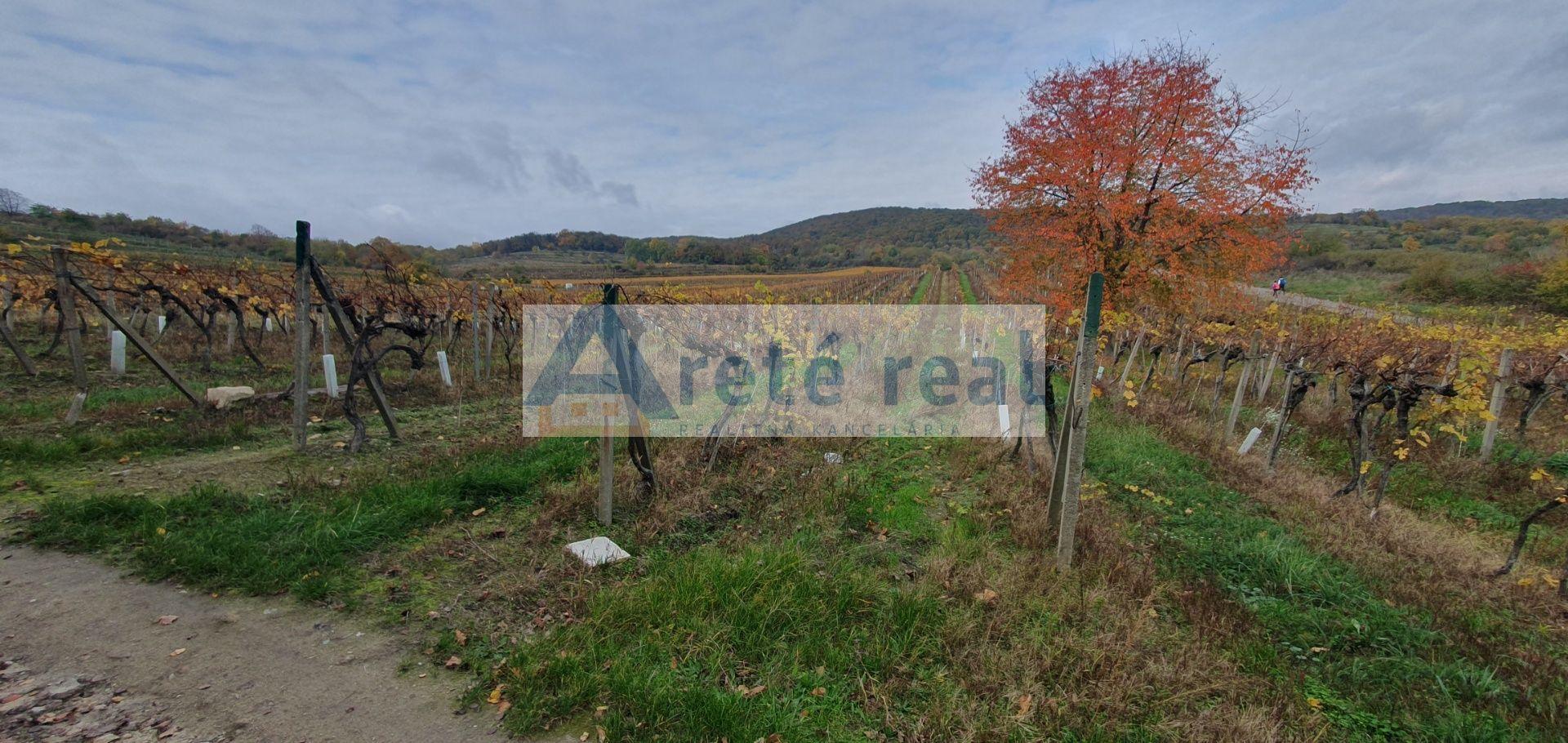 Areté real Vám ponúka na predaj udržiavaný vinohrad v Pezinku  lokalita "Škridláky"  /1m2- 12,-Eur/