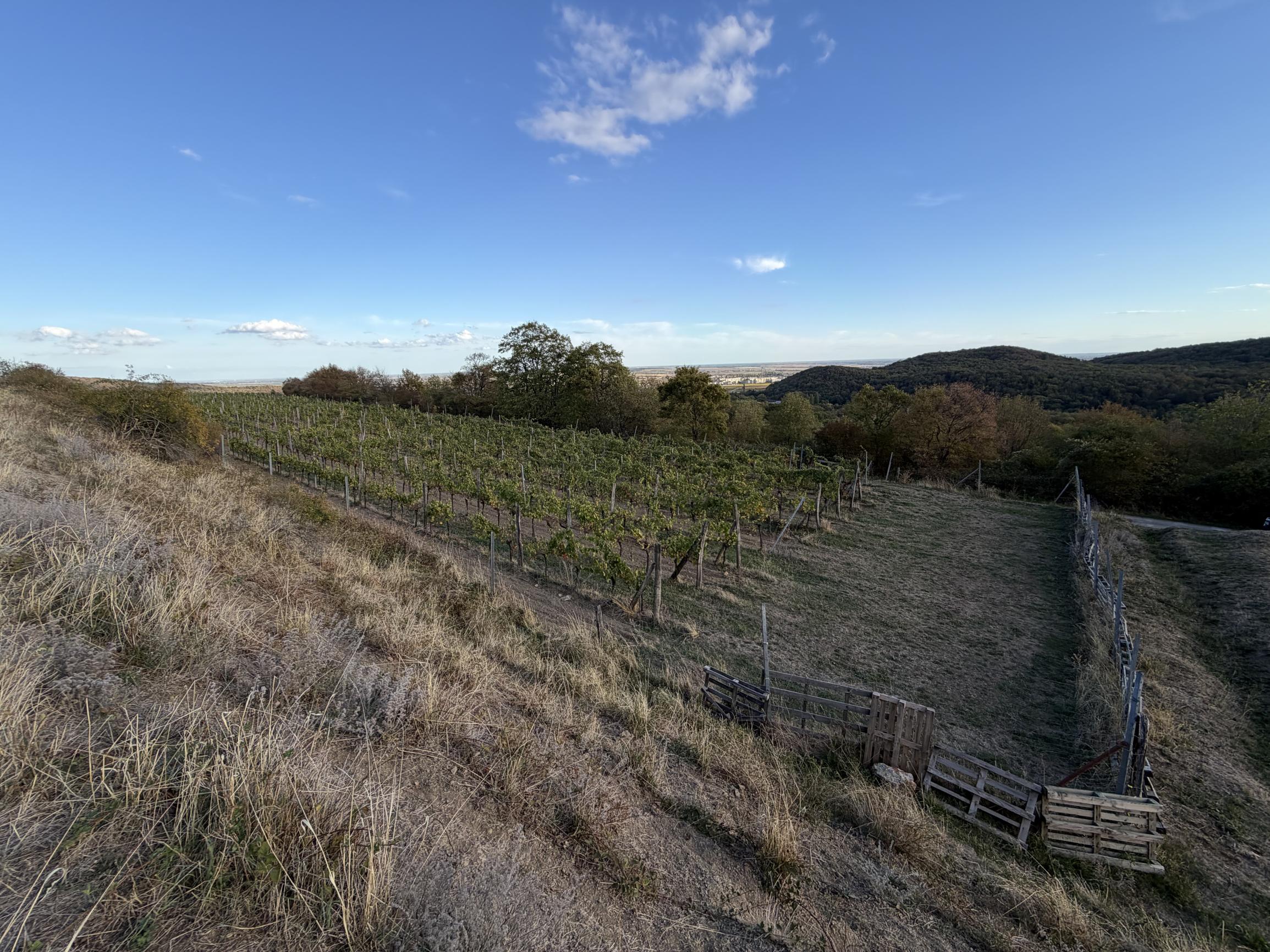 arete.sk – PREDAJ 3012m2 VINICE, PEZINOK, STARÁ HORA